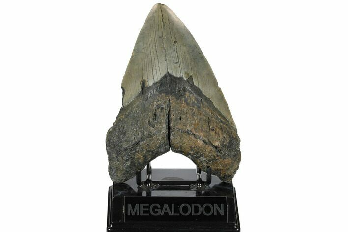 Huge, Fossil Megalodon Tooth - North Carolina #172573